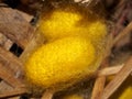 Yellow silk worm cocoons Royalty Free Stock Photo