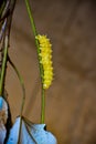 yellow silk worm and leaves Royalty Free Stock Photo