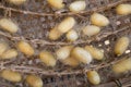 Yellow Silkworm Cocoon