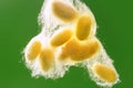 Yellow silkworm cocoon over green Royalty Free Stock Photo