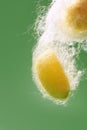 Yellow silkworm cocoon over green