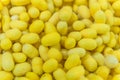 yellow silkworm cocoons shell. This is a source of silk thread a Royalty Free Stock Photo