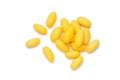 Yellow silkworm cocoons Royalty Free Stock Photo