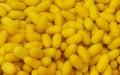 Yellow silkworm cocoons, use as background. Royalty Free Stock Photo