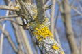 Yellow and silver Lichens.