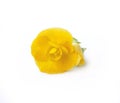 Yellow single begonia flower blossom colseup