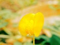 Yellow single flower with boleh background Royalty Free Stock Photo