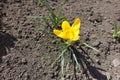 Yellow single flower of snow crocus Royalty Free Stock Photo