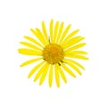 Yellow Heliopsis isolated on white background