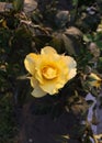 Yellow rose single Royalty Free Stock Photo