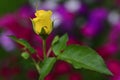 Yellow single rose with pink bokeh background Royalty Free Stock Photo