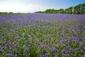 Yellow single Sunflower in the field of purple Phacelia flowers. Honey plants. Beautiful countryside natural landscape Royalty Free Stock Photo