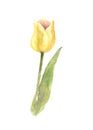 Yellow single tulip on white background