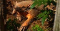 Yellow or Six-banded Armadillo, euphractus sexcinctus, Adult standing at Den Entrance Royalty Free Stock Photo