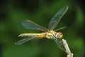 Yellow skimmer dragonfly, Pantala flavescens Dorsal view, Satara, Maharashtra