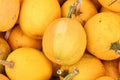 Yellow skinned Spaghetti squash Royalty Free Stock Photo