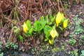 Yellow Skunk Cabbage Royalty Free Stock Photo