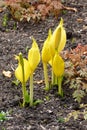 Yellow Skunk Cabbage (Lysichiton americanus) Royalty Free Stock Photo