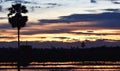 Yellow sky before sunset over shadow tree in rice field in evening Royalty Free Stock Photo