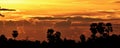 Yellow sky before sunset over shadow tree in rice field in evening