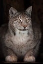 Yellow slender lynx looks down from the darkness with bright eyes