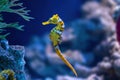 Yellow Slender Seahorse or Longsnout Seahorse Royalty Free Stock Photo