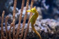 Yellow Slender Seahorse or Longsnout Seahorse Royalty Free Stock Photo