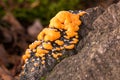 Yellow slime mould on rock surface