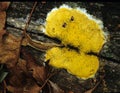 Yellow Slime Mould