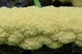Yellow slime mushroom, called dog vomit. Physarum polycephalum. Mycetozoa