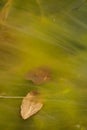 Yellow slime on the water