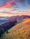 Yellow slopes in Carpathian mountains. Colorful autumn sunrise in mountain valley Royalty Free Stock Photo