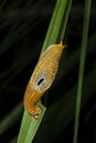 Yellow Slug, Garo Hills, Meghalaya, India