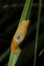 Yellow Slug seen at Garo hills,Meghalaya,India Royalty Free Stock Photo