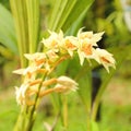 Blossoms of yellow orchid Coelogyne trinervis