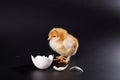 The yellow small chick with egg isolated on a black background Royalty Free Stock Photo