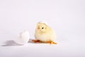The yellow small chick with egg isolated on a white background Royalty Free Stock Photo
