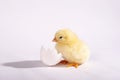 The yellow small chick with egg isolated on a white background Royalty Free Stock Photo