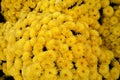 Yellow small chrysanthemum bush. Autumn garden plants. Bright flowers background. Royalty Free Stock Photo