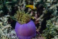 Yellow small coral fish near corals at Maldives