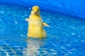 Yellow small cute duckling in swimming pool. Duckling swimming in crystal clear blue water sunny summer day. Royalty Free Stock Photo