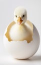 Yellow small duck with egg isolated on white background