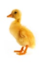 The yellow small duckling