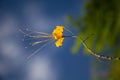 Yellow small flower of Cassia