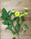 Yellow Small Flower Desert Chicory Pyrhopappus Paucifloris Royalty Free Stock Photo