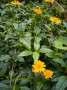 Yellow small flowers bloom in spring