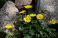 yellow small flowers near stones and rays Royalty Free Stock Photo