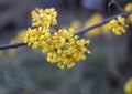 yellow small flowers on branch