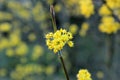 yellow small flowers on the tree,