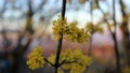 yellow small flowers on the tree, dogwood